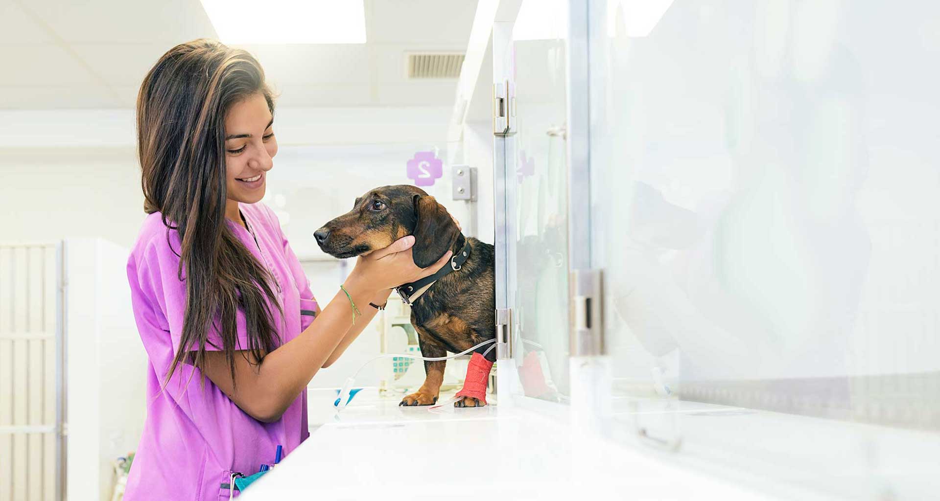Does my pet have an ear infection — Woofpurnay Veterinary Hospital