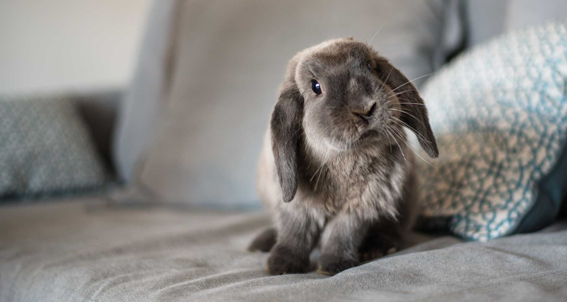 Pocket pet care at Harewood
