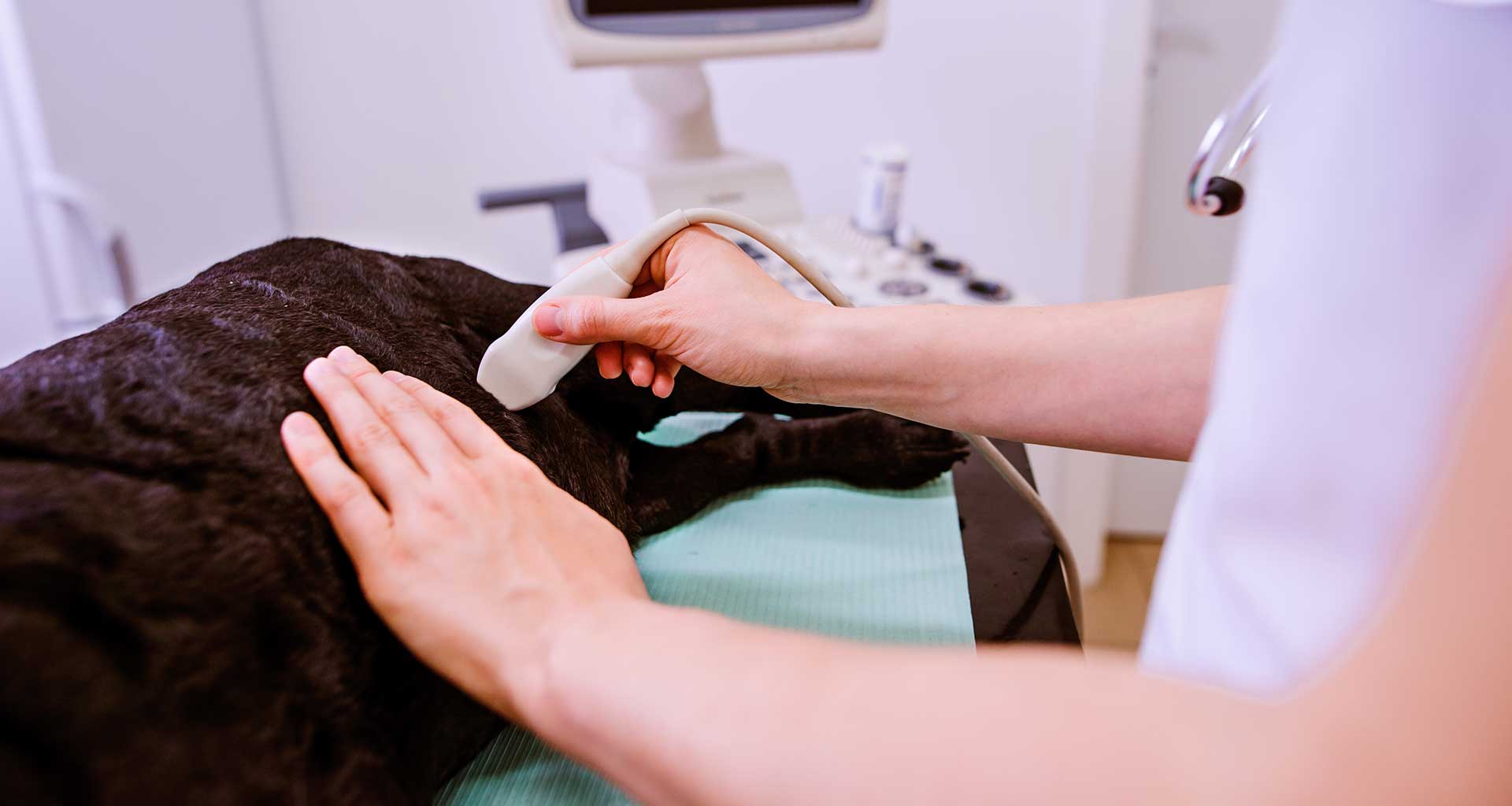 Veterinary ultrasound at Harewood
